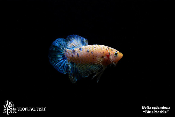 Betta Splendens - Blue Marble Betta