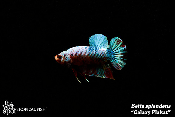 Betta splendens - Galaxy Plakat Betta