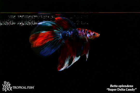 Betta splendens - Super Delta Candy Betta