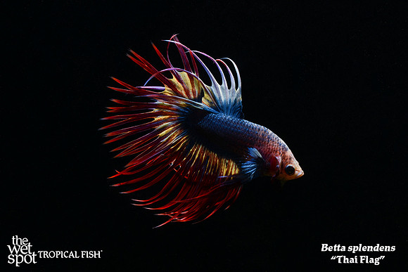 Betta splendens - Thai Flag Betta