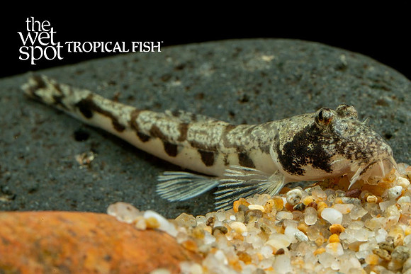 Canthophrys gongota - Moose Face Loach