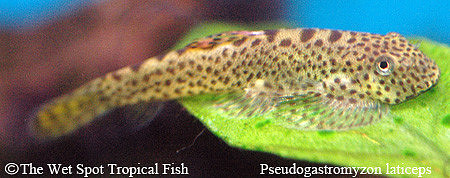 Pseudogastromyzon laticeps - Fire Fin Chinese Sucker Loach