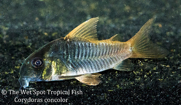 Corydoras concolor - Blue Cory