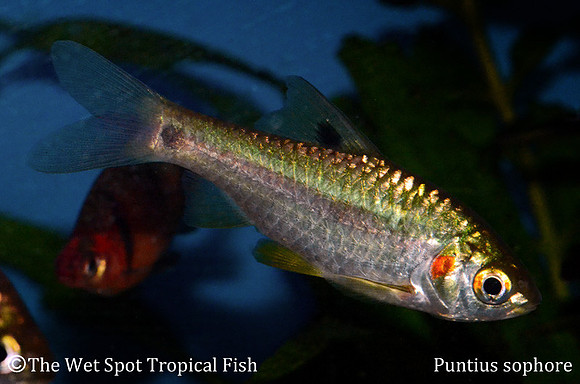 Puntius sophore - Pyramid Barb