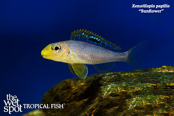 Xenotilapia papilio - Sunflower