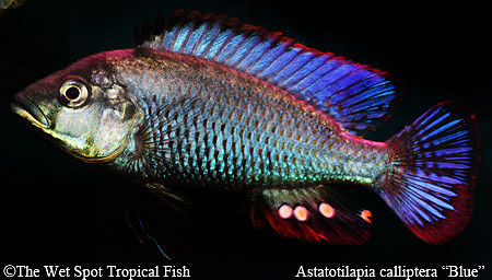 Astatotilapia calliptera "Blue" "Chizumulu Island"