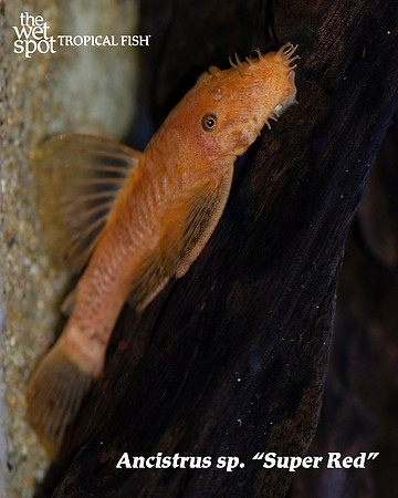Ancistrus sp. 'Super Red'