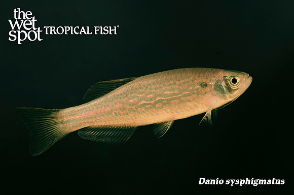 Danio sysphigmatus