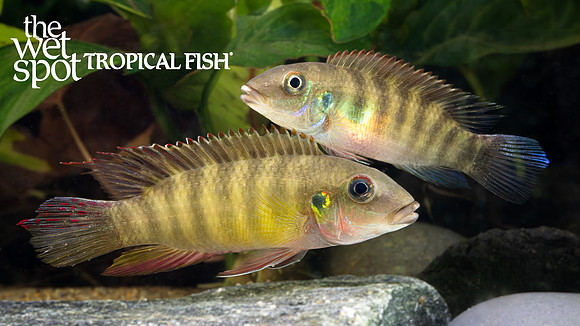 Wallaceochromis humilis"Kenema"