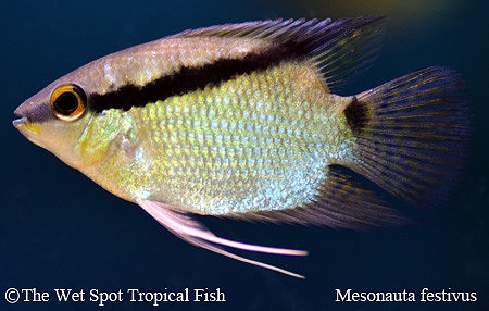 Mesonauta festivus - Festivum