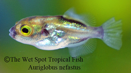 Emerald Puffer - Auriglobus nefastus