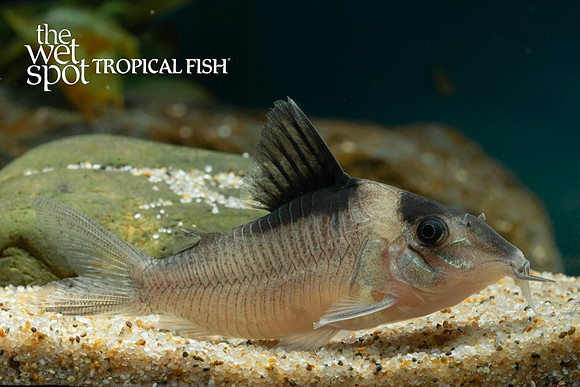Corydoras amandajanea