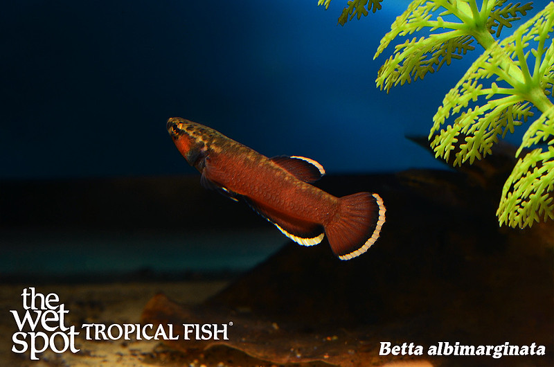 Wet Spot Tropical Fish | Bettas | Betta albimarginata - Strawberry Betta