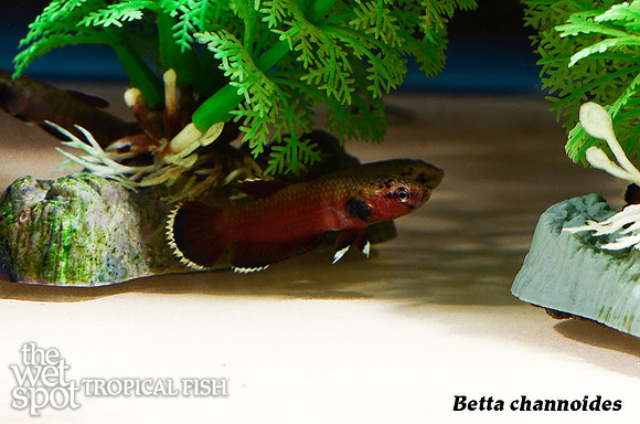 Betta channoides