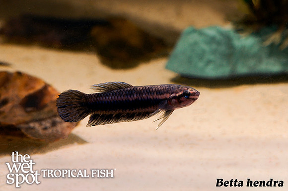 Betta hendra