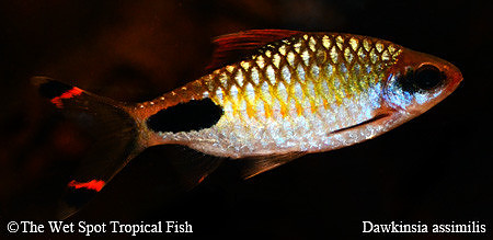 Dawkinsia assimilis - Mascara Barb