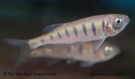 Barilius pulchellus - Royal Butterfly Danio