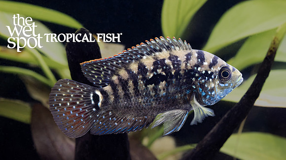Rocio octofasciata "Jack Dempsey Cichlid"