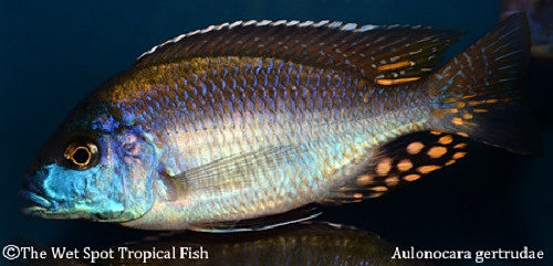 Aulonocara gertrudae