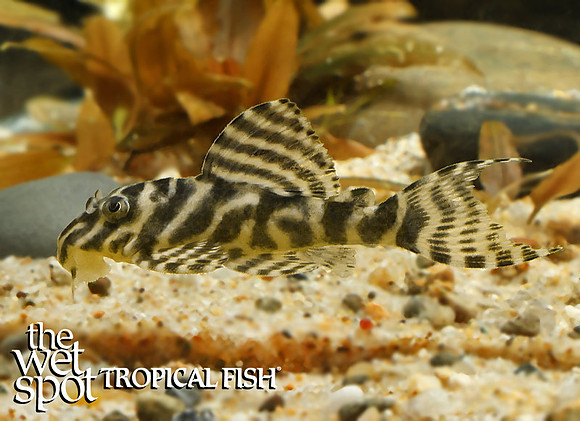 Hypancistrus sp. L333 Yellow King Tiger Pleco