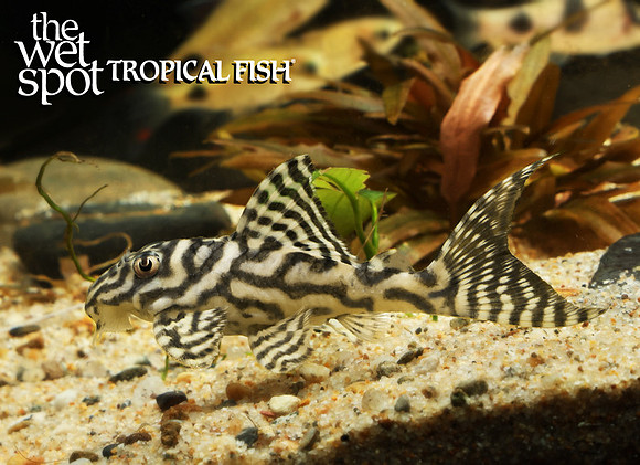 L236 cracked zebra pleco