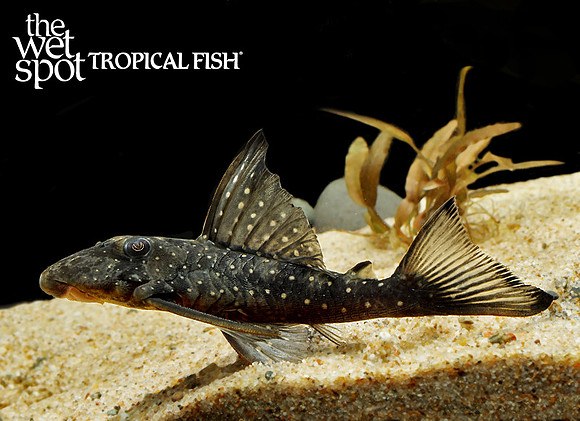 L501 Black Phantasm Pleco