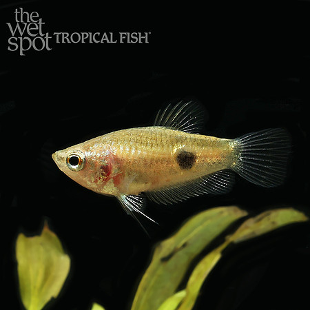 Parasphaerichthys ocellatus eye spot gourami