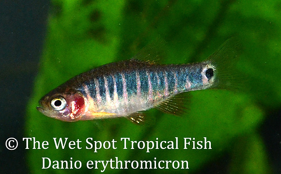 Celestichthys erythromicron - Emerald Dwarf Rasbora