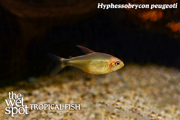 Hyphessobrycon peugeoti - Peugeotti Tetra