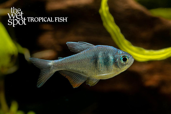 Hyphessobrycon weitzmanorum - Weitzmanorum Tetra