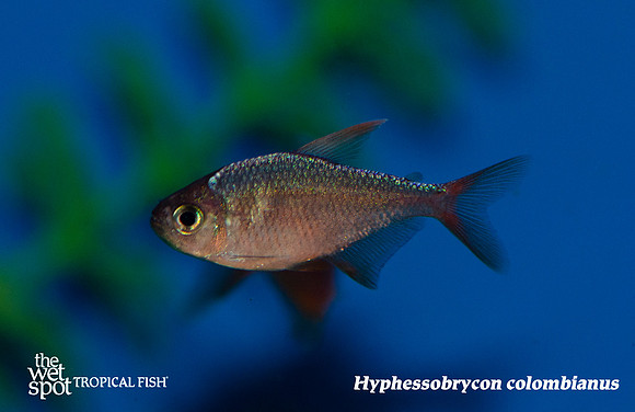 Hyphessobrycon columbianus - Red & Blue Colombian Tetra