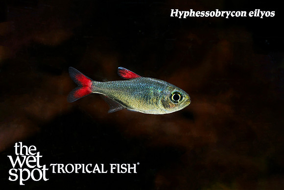 Hyphessobrycon eilyos - Eilyos Tetra
