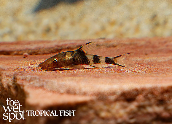 Nannoptopoma sp. Peru - Orange Zebra Otocinclus