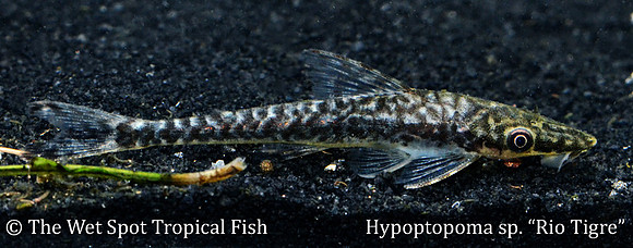 Hypoptopoma sp. Tigre - Tigre Oto