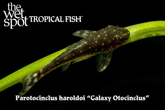 Parotocinclus haroldi - Galaxy Oto