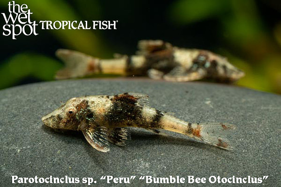 Parotocinclus sp. Peru 3 - Bumblebee Otocinclus
