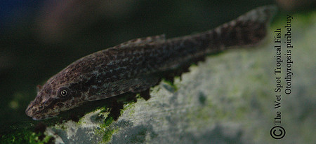 Otothyropsis piribebuy - Niger Otocinclus