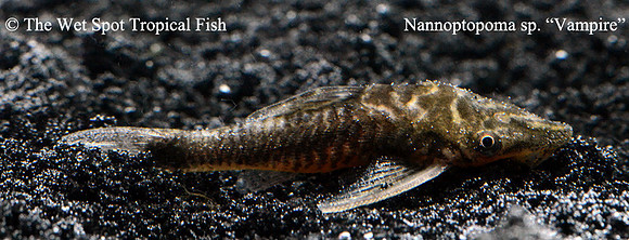 Nannoptopoma sp. - Vampire Otocinclus