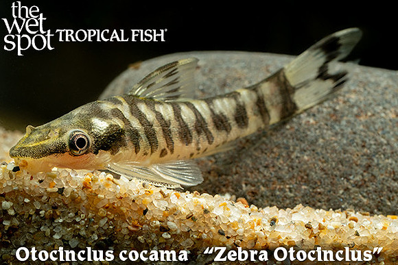 Otocinclus cocama - Zebra Otocinclus