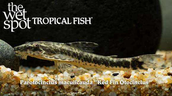 Parotocinclus maculicauda - Red Fin Otocinclus
