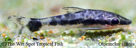 Otocinclus affinis - Common Otocinclus