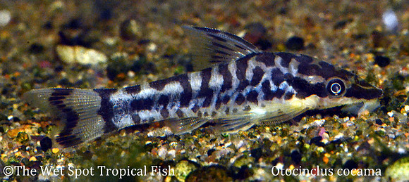 Otocinclus cocama