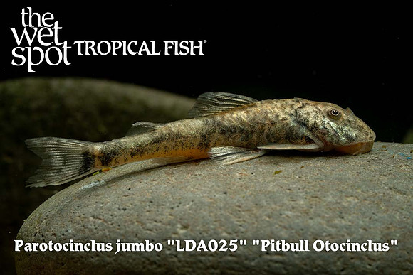 Parotocinclus jumbo - Pitbull Pleco LDA025