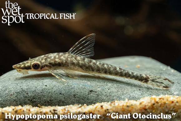 Hypoptopoma psilogaster - Giant Oto