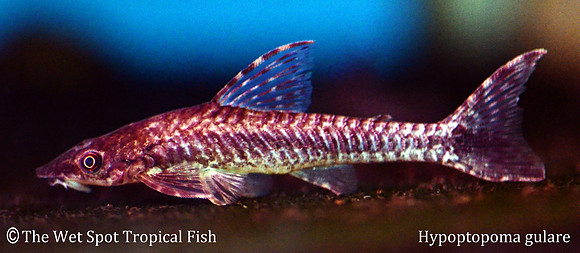 Hypoptopoma gulare - Giant Otocinclus