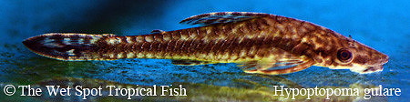Hypoptopoma gulare - Giant Otocinclus