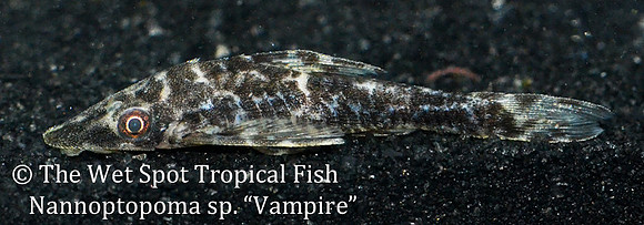 Nannoptopoma sp. - Vampire Otocinclus