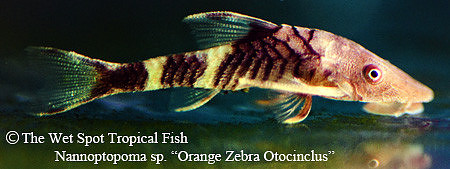 Nannoptopoma sp. Peru - Orange Zebra Otocinclus