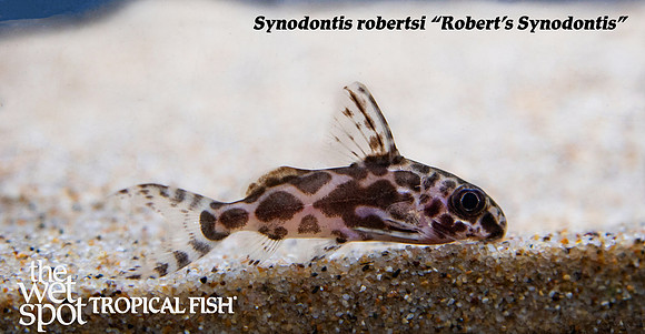 Synodontis robertsi - Large Blotch Synodontis