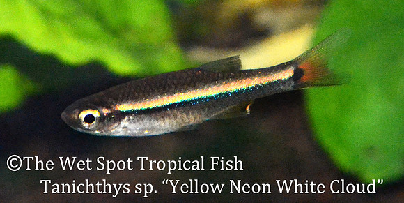 Tanichthys sp. - Yellow Neon White Cloud